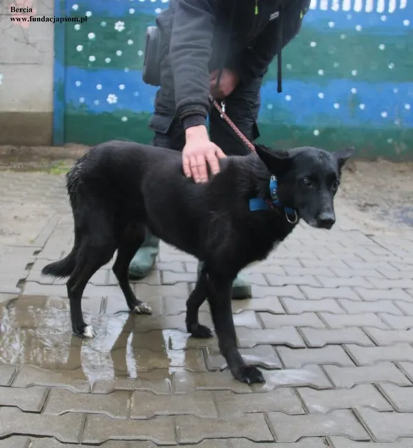 Pies do adopcji, Nowy Dwór Mazowiecki, 18 grudnia 2025 (5/5)