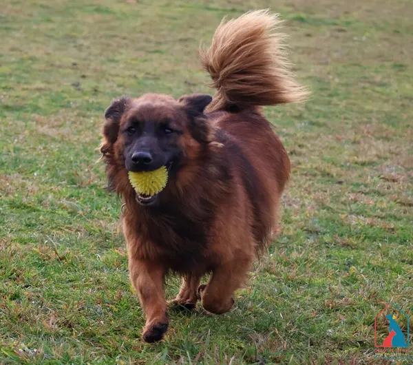 Pies do adopcji, Grudziądz, 25 lipca 2024 (4/5)