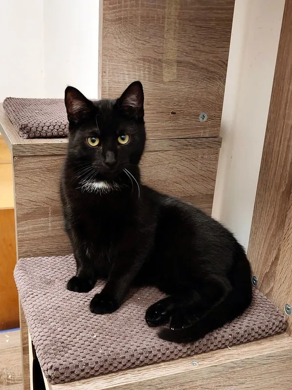 Kot do adopcji, Włocławek, 12 sierpnia 2024 (1/5)