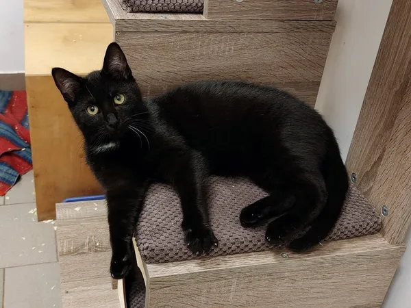 Kot do adopcji, Włocławek, 12 sierpnia 2024 (2/5)