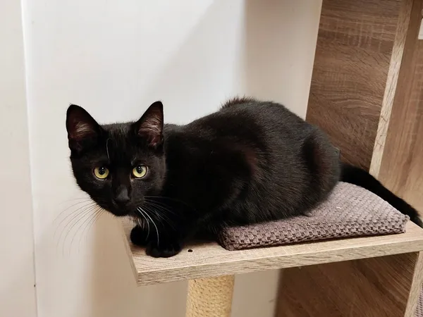 Kot do adopcji, Włocławek, 12 sierpnia 2024 (3/5)