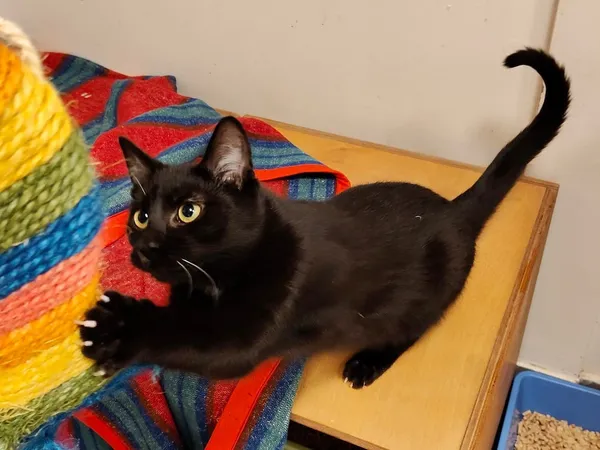 Kot do adopcji, Włocławek, 12 sierpnia 2024 (4/5)