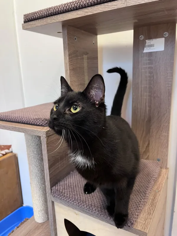 Kot do adopcji, Włocławek, 12 sierpnia 2024 (5/5)