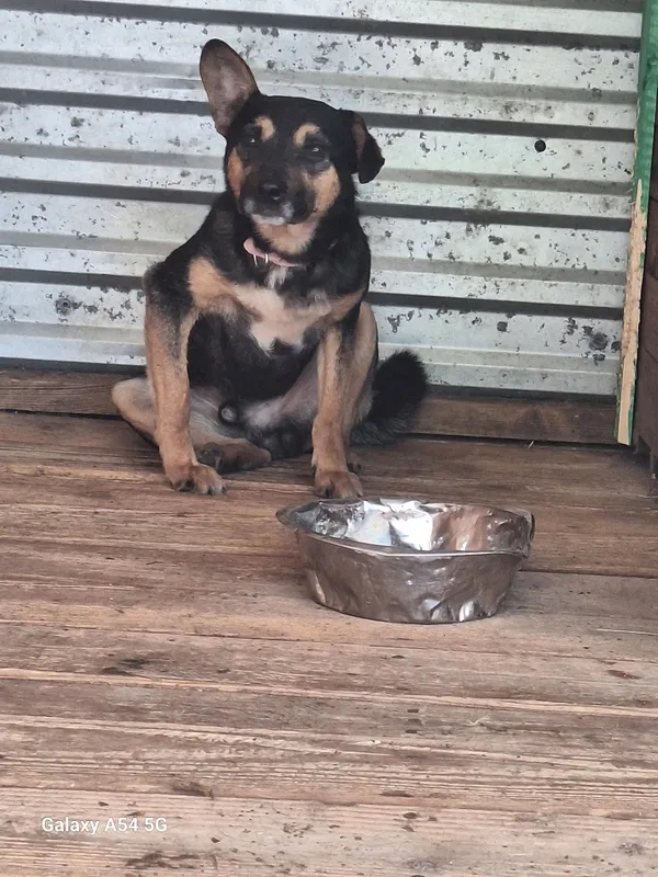 Pies do adopcji, Orzechowce, 10 sierpnia 2024 (1/5)