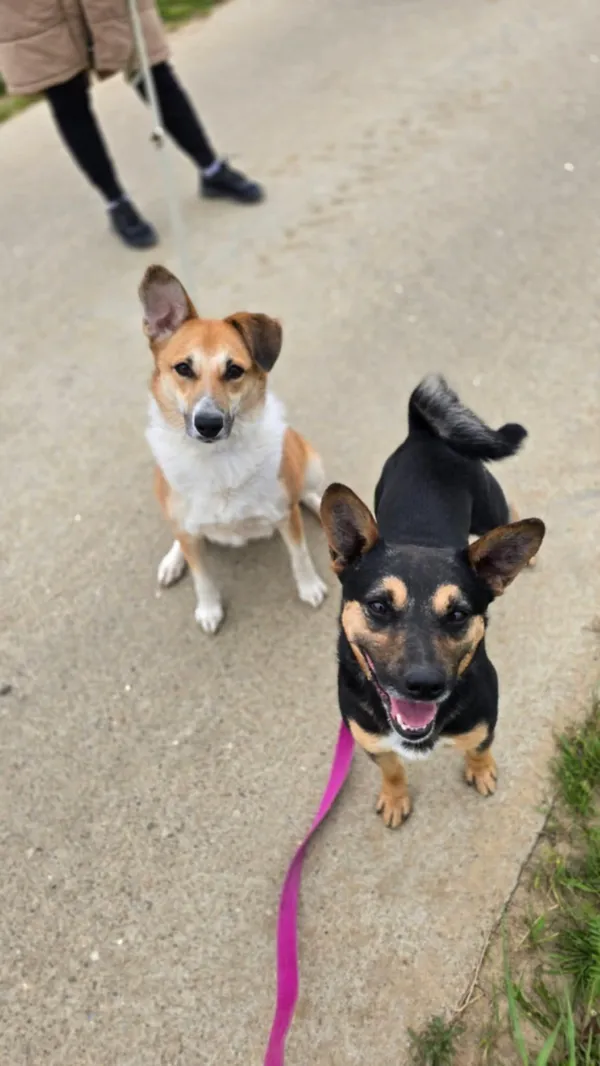 Pies do adopcji, Orzechowce, 10 sierpnia 2024 (2/5)