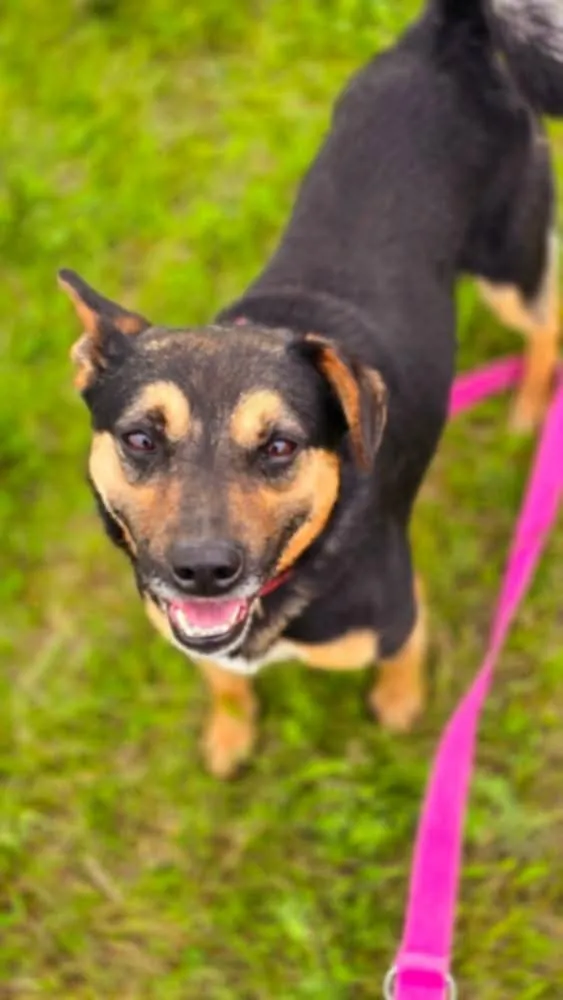 Pies do adopcji, Orzechowce, 10 sierpnia 2024 (3/5)