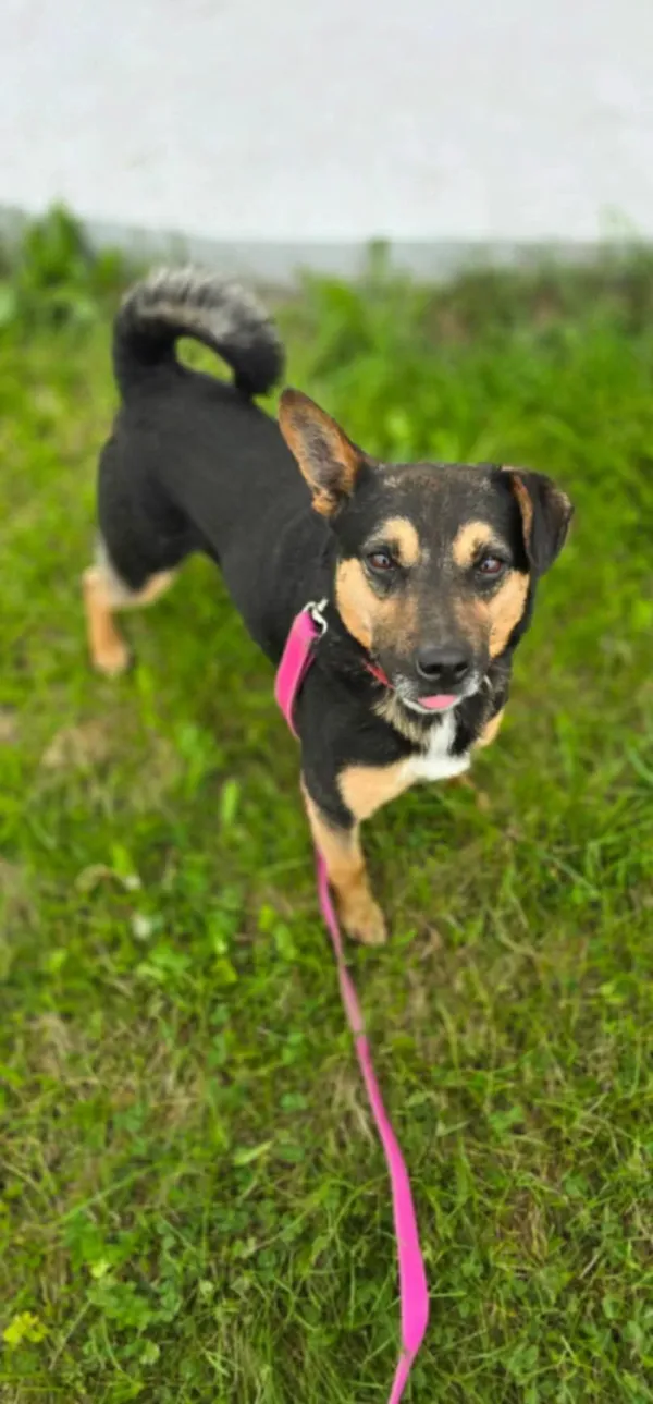 Pies do adopcji, Orzechowce, 10 sierpnia 2024 (4/5)