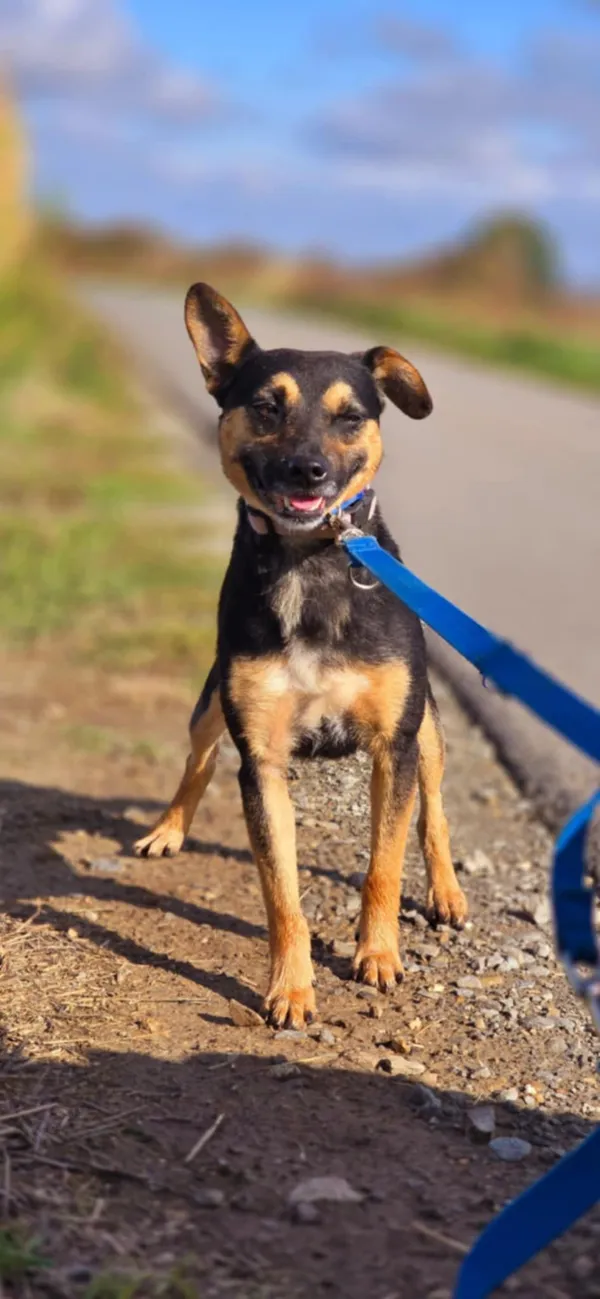 Pies do adopcji, Orzechowce, 10 sierpnia 2024 (5/5)