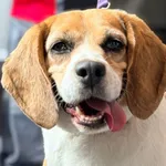 Pies do adopcji