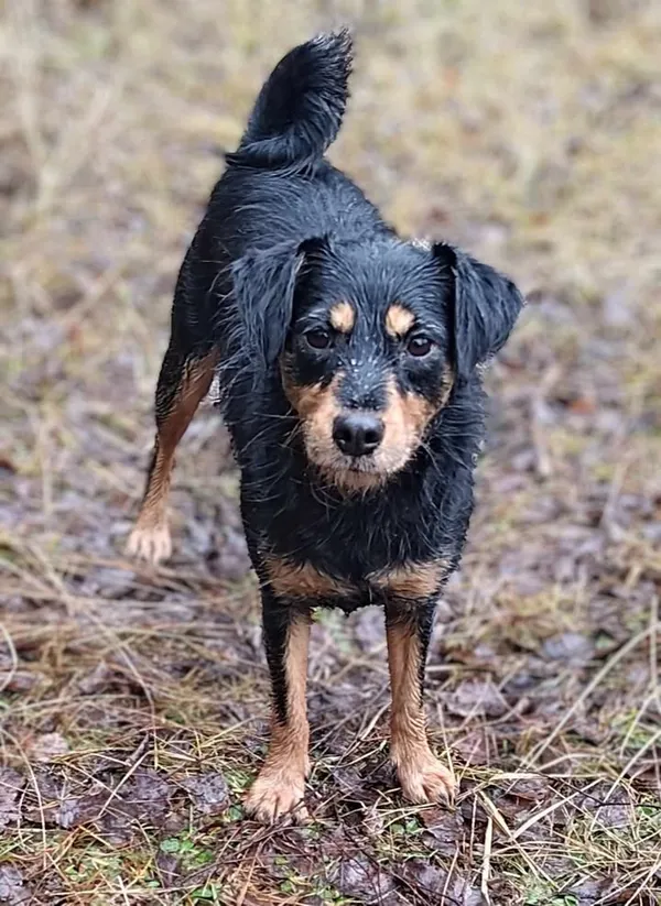 Znaleziono psa, Lublin, 28 listopada 2024