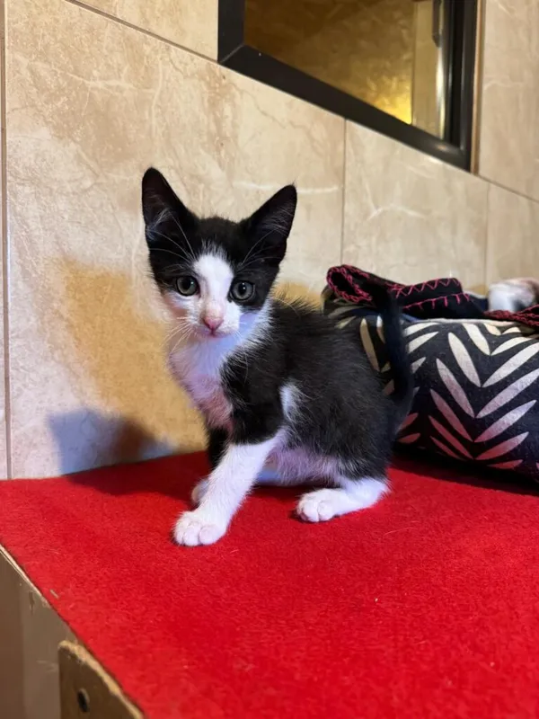 Kot do adopcji, Korabiewice, 16 sierpnia 2024 (2/3)