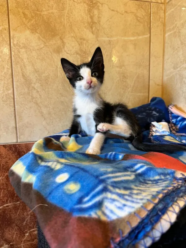 Kot do adopcji, Korabiewice, 16 sierpnia 2024 (3/3)