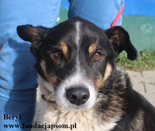 Pies do adopcji, Nowy Dwór Mazowiecki, 20 sierpnia 2024 (1/5)