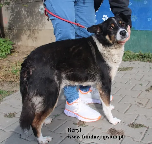 Pies do adopcji, Nowy Dwór Mazowiecki, 20 sierpnia 2024 (2/5)