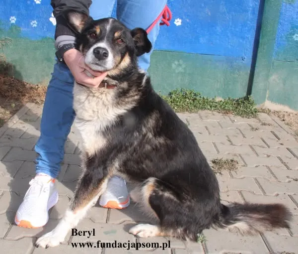 Pies do adopcji, Nowy Dwór Mazowiecki, 20 sierpnia 2024 (3/5)