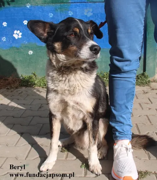 Pies do adopcji, Nowy Dwór Mazowiecki, 20 sierpnia 2024 (4/5)