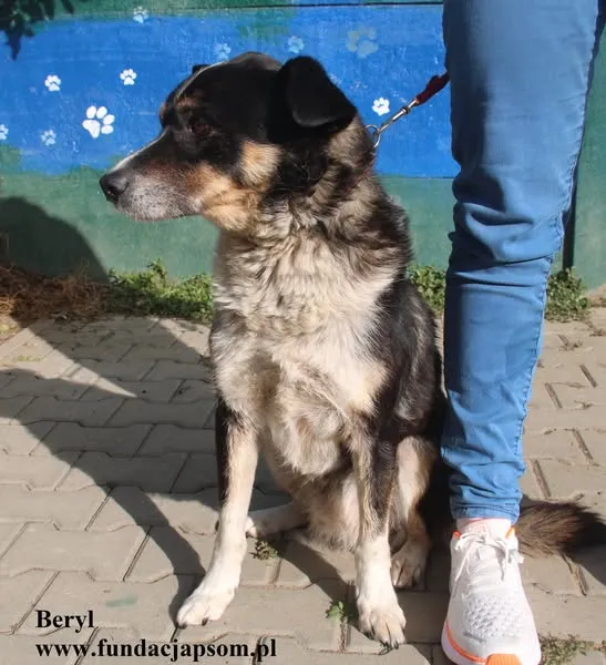Pies do adopcji, Nowy Dwór Mazowiecki, 20 sierpnia 2024 (5/5)
