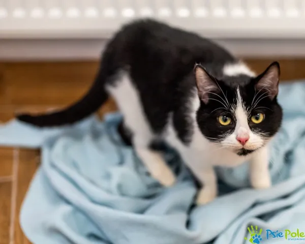 Kot do adopcji, Racławice, 12 sierpnia 2024 (2/5)