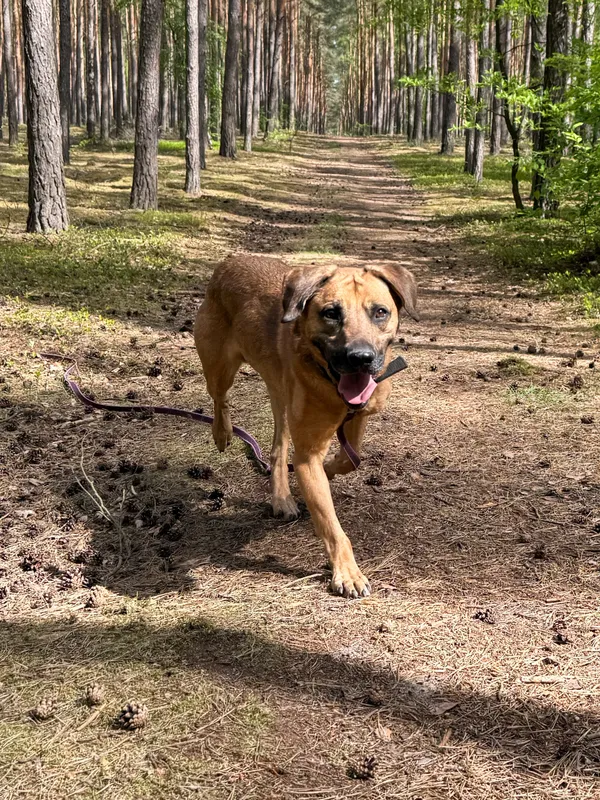 Pies do adopcji, Włocławek, 27 sierpnia 2024 (1/5)