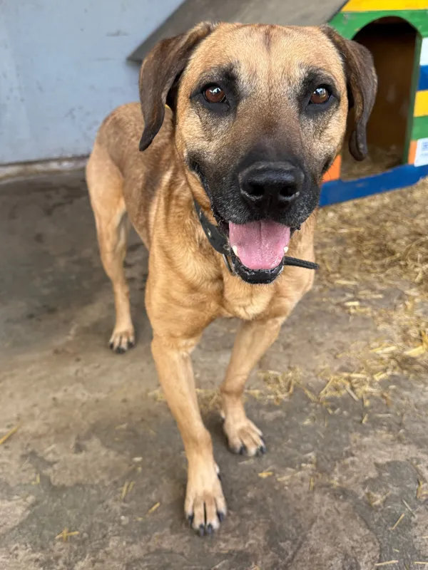 Pies do adopcji, Włocławek, 27 sierpnia 2024 (2/5)