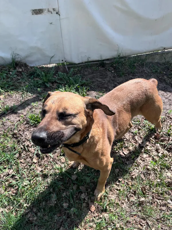 Pies do adopcji, Włocławek, 27 sierpnia 2024 (5/5)