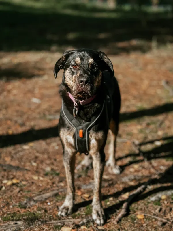 Pies do adopcji, Korabiewice, 26 sierpnia 2024 (1/5)