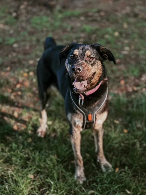 Pies do adopcji, Korabiewice, 26 sierpnia 2024 (2/5)