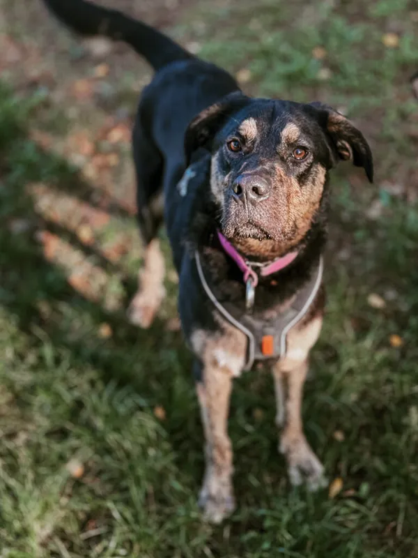 Pies do adopcji, Korabiewice, 26 sierpnia 2024 (3/5)