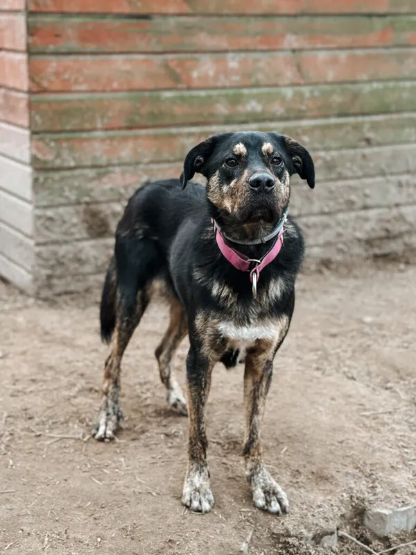 Pies do adopcji, Korabiewice, 26 sierpnia 2024 (4/5)