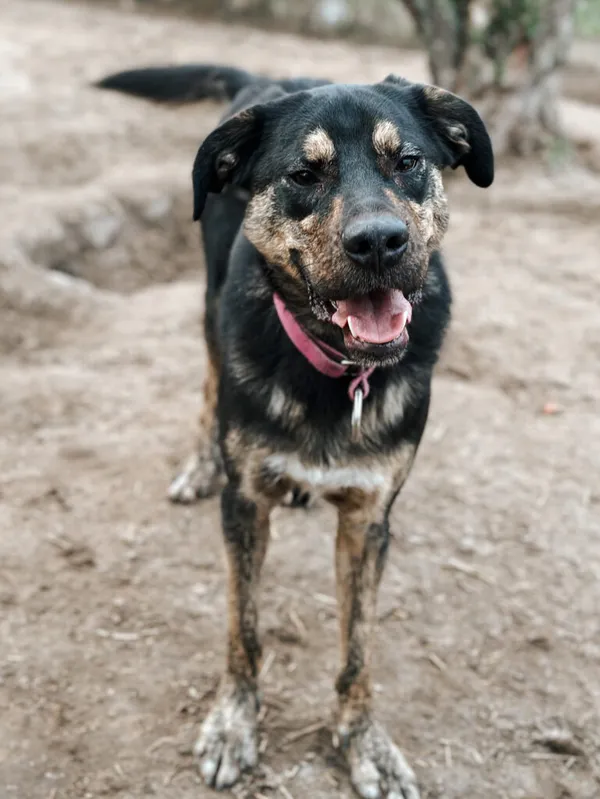 Pies do adopcji, Korabiewice, 26 sierpnia 2024 (5/5)