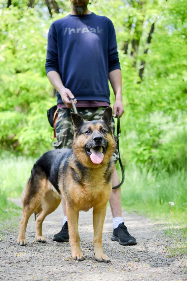 Pies do adopcji, Sosnowiec, 26 sierpnia 2024 (2/5)