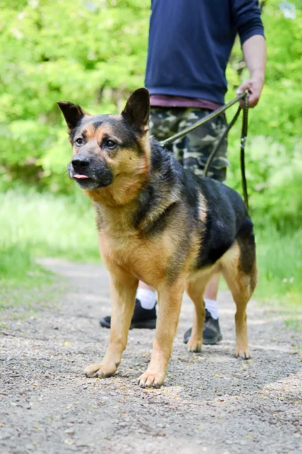 Pies do adopcji, Sosnowiec, 26 sierpnia 2024 (3/5)