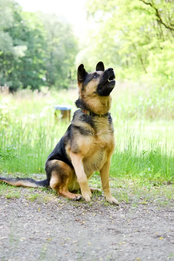 Pies do adopcji, Sosnowiec, 26 sierpnia 2024 (4/5)