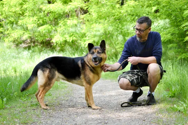 Pies do adopcji, Sosnowiec, 26 sierpnia 2024 (5/5)