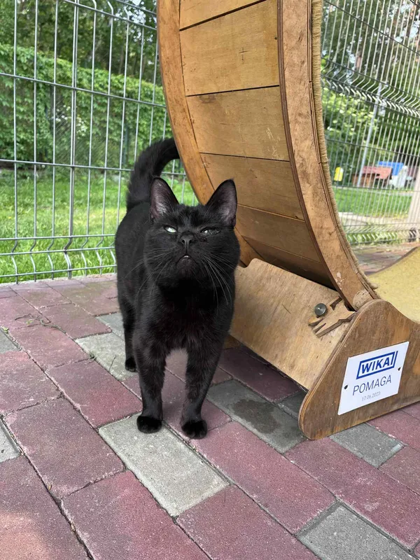 Kot do adopcji, Włocławek, 24 sierpnia 2024 (1/5)