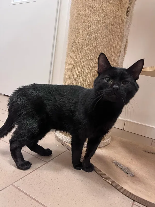 Kot do adopcji, Włocławek, 24 sierpnia 2024 (2/5)