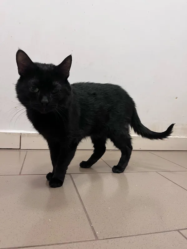 Kot do adopcji, Włocławek, 24 sierpnia 2024 (3/5)