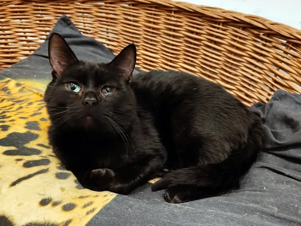 Kot do adopcji, Włocławek, 24 sierpnia 2024 (4/5)