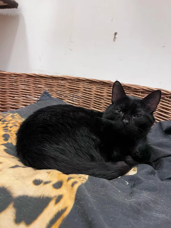 Kot do adopcji, Włocławek, 24 sierpnia 2024 (5/5)