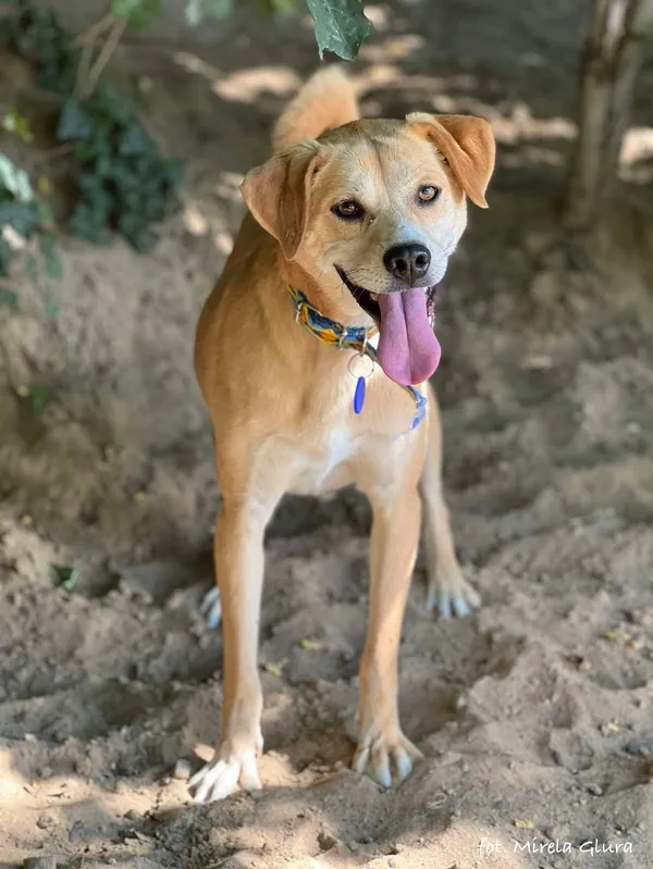 Pies do adopcji, Bydgoszcz, 11 lipca 2024 (2/5)