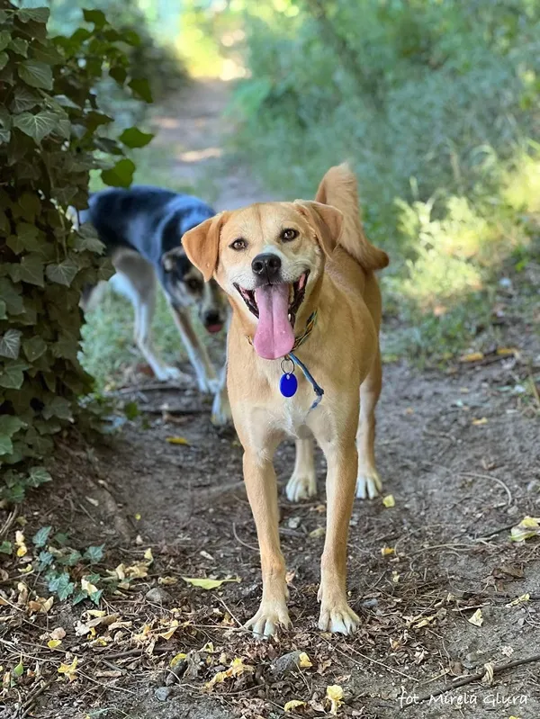 Pies do adopcji, Bydgoszcz, 11 lipca 2024 (3/5)