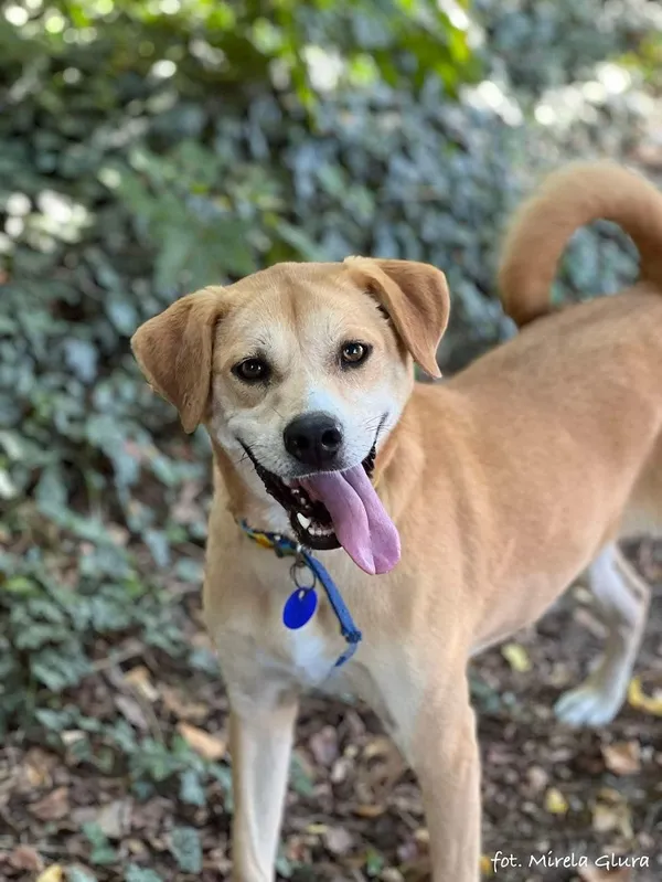 Pies do adopcji, Bydgoszcz, 11 lipca 2024 (4/5)