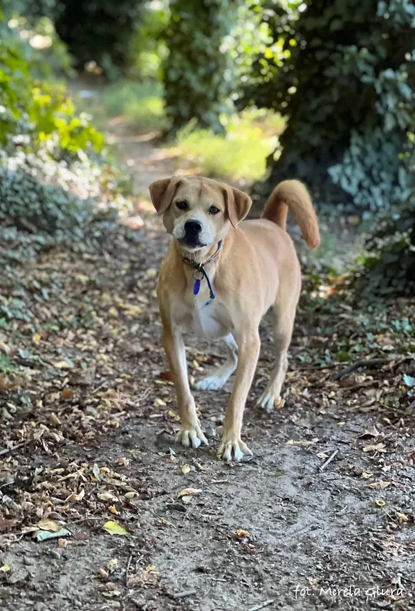 Pies do adopcji, Bydgoszcz, 11 lipca 2024 (5/5)