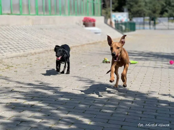 Pies do adopcji, Bydgoszcz, 22 sierpnia 2024 (3/5)