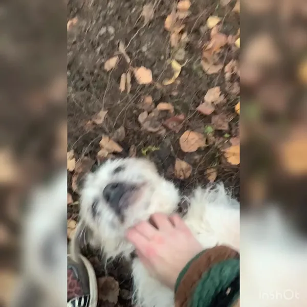 Pies do adopcji, Włocławek, 28 sierpnia 2024 (2/5)