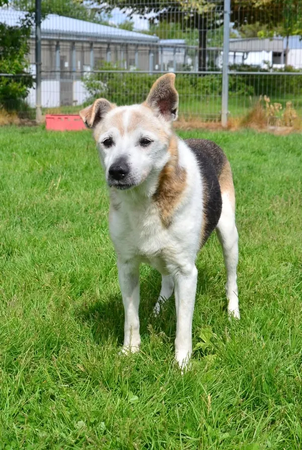 Znaleziono psa, Lublin, 29 sierpnia 2024 (1/2)