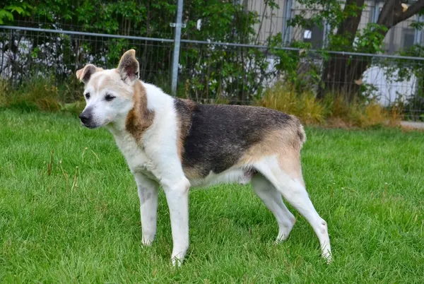 Znaleziono psa, Lublin, 29 sierpnia 2024 (2/2)