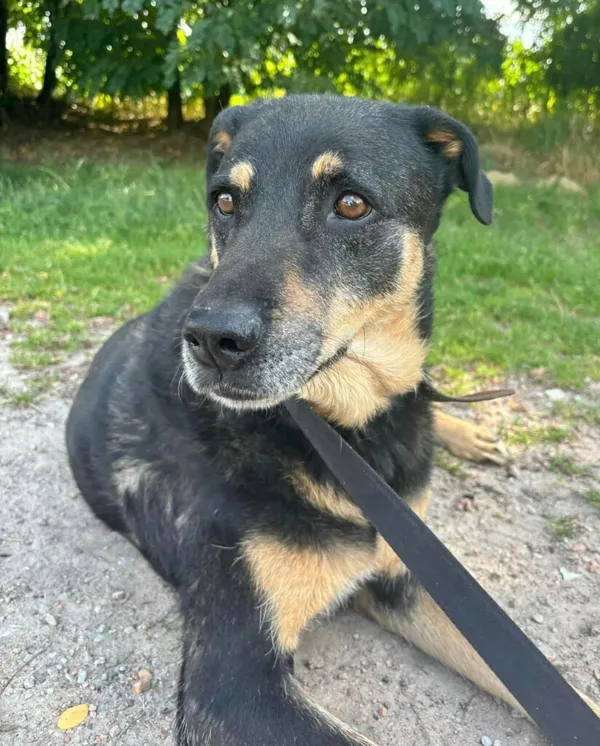 Pies do adopcji, Przyborówko, 5 maja 2025 (1/5)