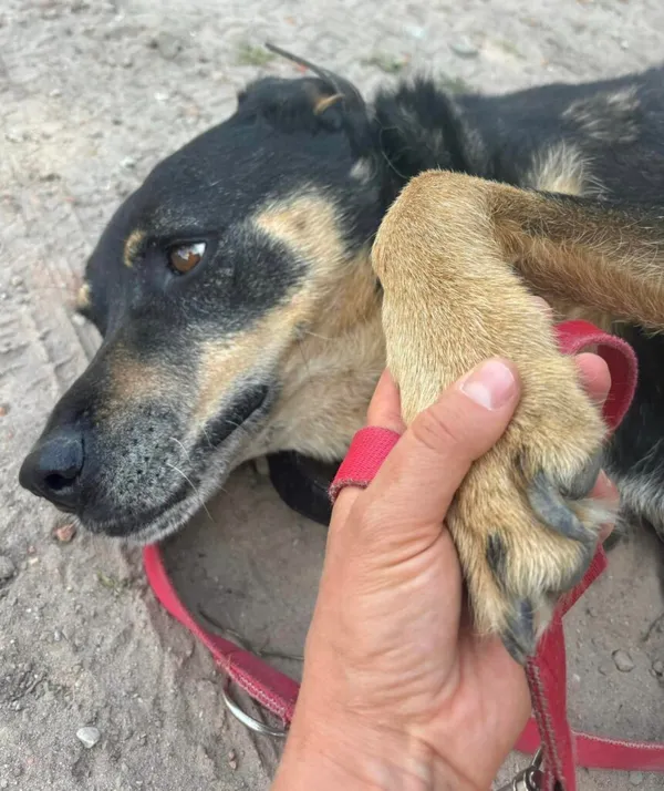 Pies do adopcji, Przyborówko, 5 maja 2025 (2/5)