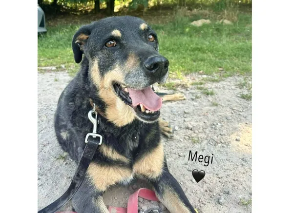 Pies do adopcji, Przyborówko, 5 maja 2025 (3/5)